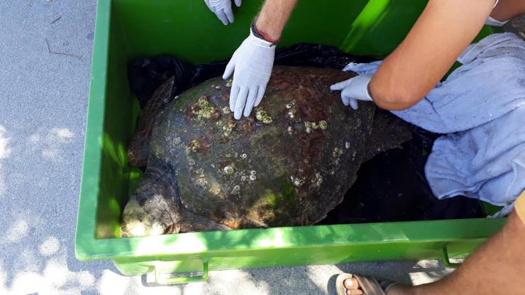 Caretta carettayı AKUT ekibi kurtardı
