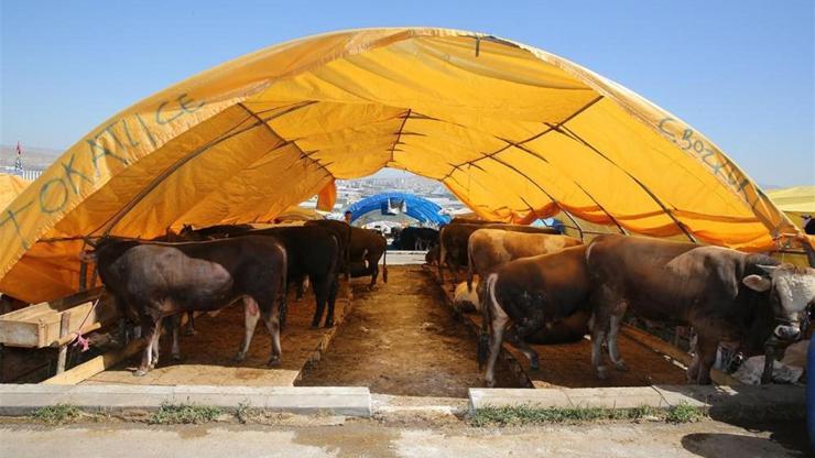Bayramda 3.6 milyon hayvan kesilecek