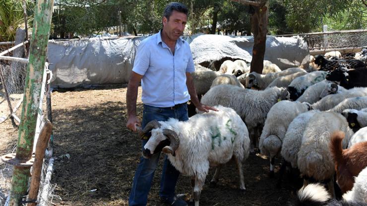 Marmariste küçükbaş kurbanlıklara ilgi
