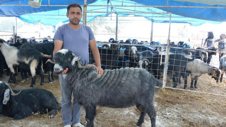 140 kiloluk teke, 3 bin liradan alıcı buldu