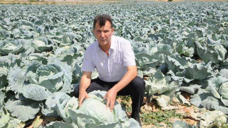 Lahanada 120 bin rekolte beklentisi