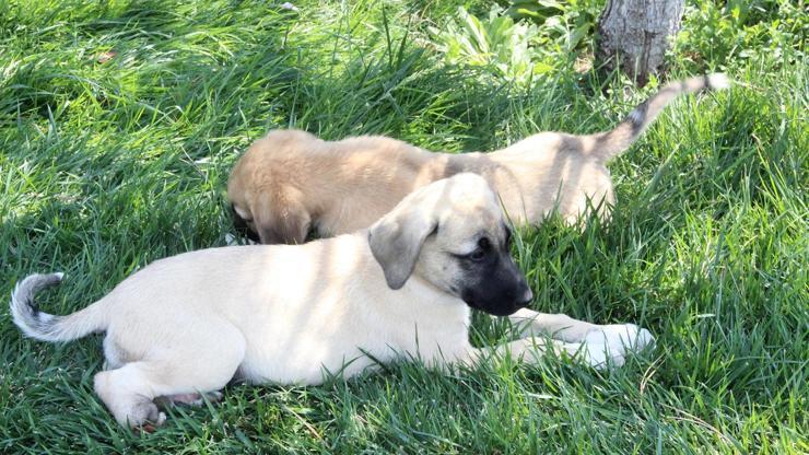 2 yavru köpeğin ayaklarını kestiler