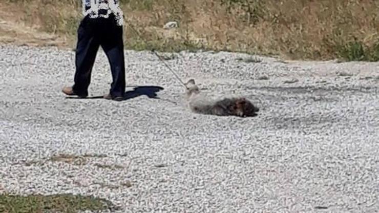 Vurduğu boz ayı yavrusunu yolda sürükledi, 17 bin lira ceza uygulandı