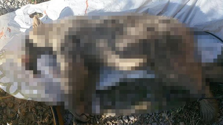 Vurduğu boz ayı yavrusunu yolda sürükledi, 17 bin lira ceza uygulandı