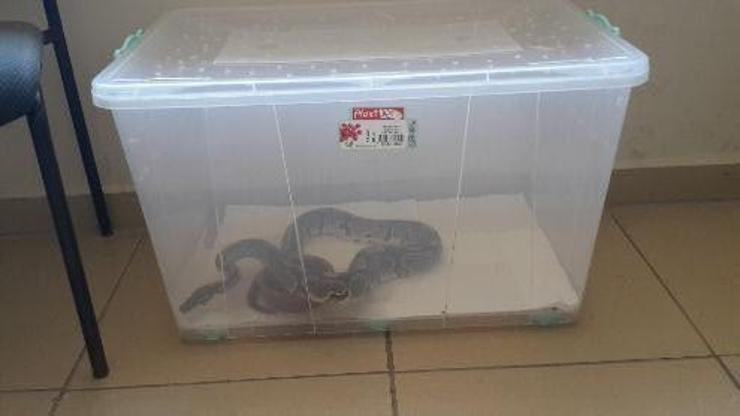 Havalimanında bavuldan piton çıktı