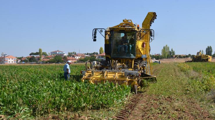 Sarıoğlanda şeker pancarı hasadı başladı