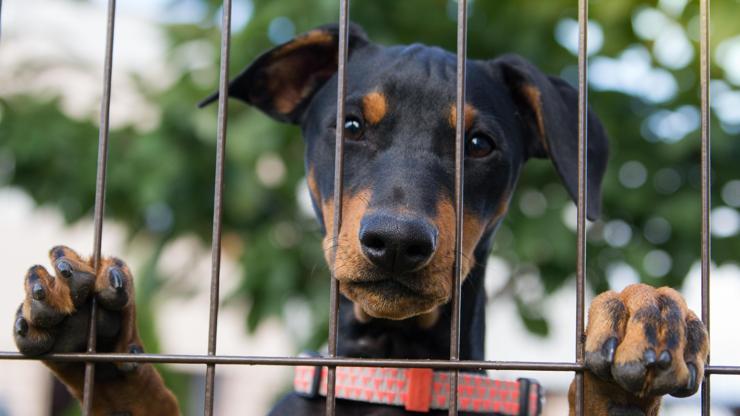 Köpeklerini görebilmek için hukuki mücadele başlattı