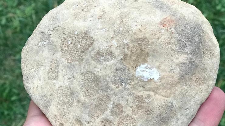 Diyarbakır’da 47 milyon yıllık deniz canlısı fosili bulundu