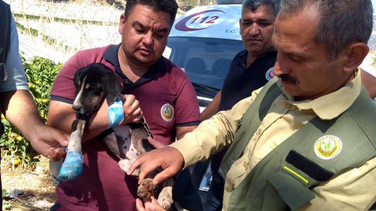 Yavru köpek yangından kurtarıldı