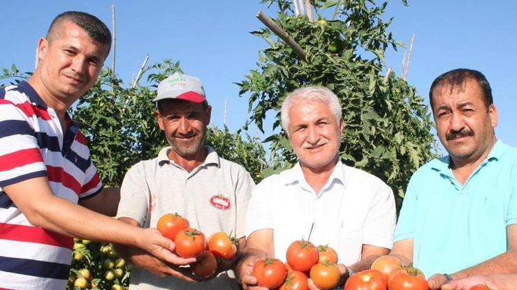 Güz domatesi, üreticinin yüzünü güldürüyor