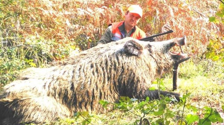 400 kiloluk domuzu vurup, sosyal medyadan paylaştı