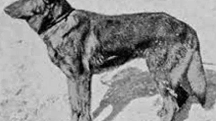 Emniyet İlk polis köpeği Dolfün fotoğrafını paylaştı
