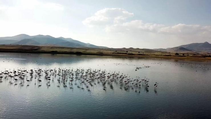 Karataş Gölüne flamingo akını