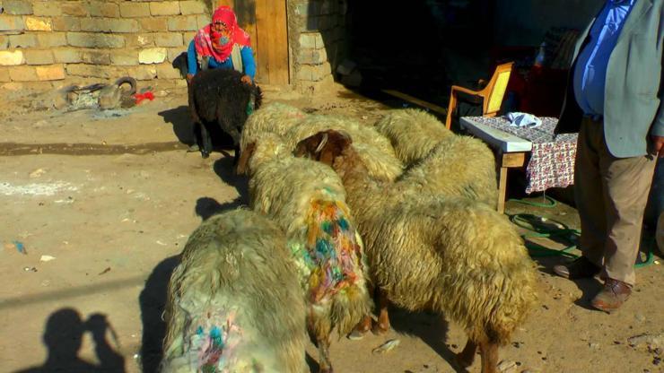 Sokak köpekleri sürüye saldırdı: 30 koyun telef oldu