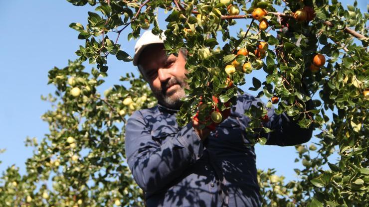 Rüyasında görüp ölümsüzlük meyvesi olarak bilinen hünnabı üretti