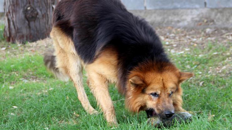 En Güzel Köpek İsimleri - Dişi Ve Erkek Köpeklere Ne İsim Verilebilir
