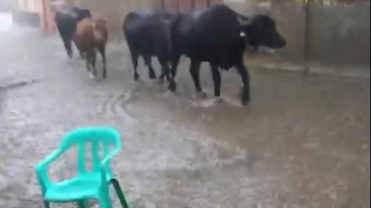 Tavşanlıda sağanak