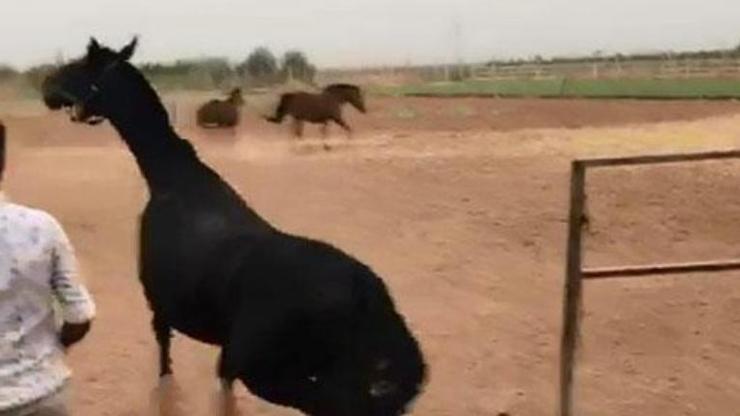 Şanlıurfadaki yarış atlarının ölüm nedeni açıklandı