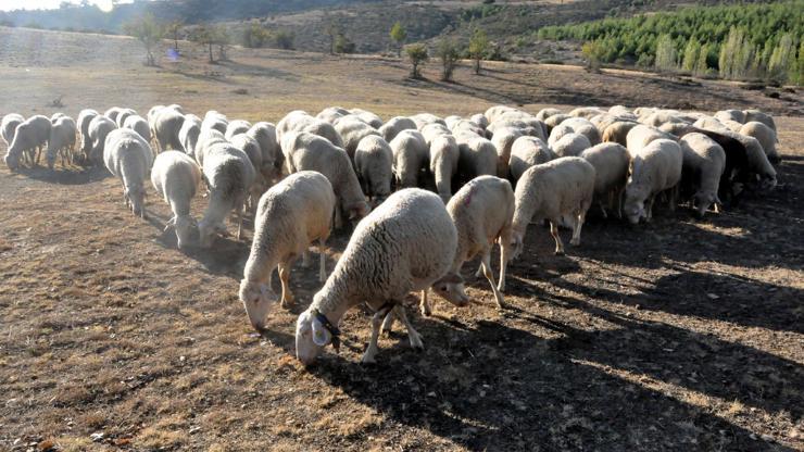 Küçükbaş hayvancılıkla ithal et sorunundan kurtuluruz