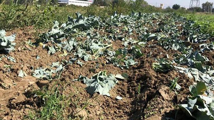 İzmirde mide bulandıran olay