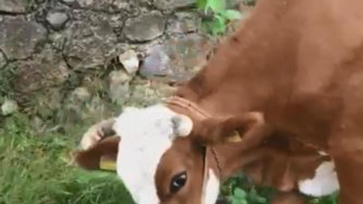 Otlamaya giden büyükbaş hayvanlara ipli işkenceye tepki
