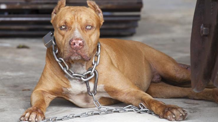 Kırşehir Valiliği: Pitbull ve Japanese Tosa cinsi köpekleri ihbar edin