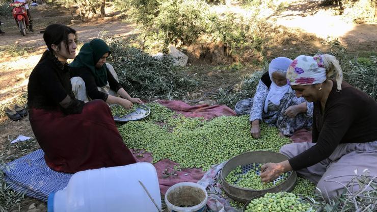 Yağmur zeytin üreticilerini sevindirdi