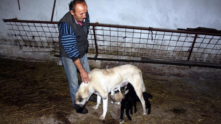 Kangal köpeği Kezban, kuzulara da annelik yapıyor