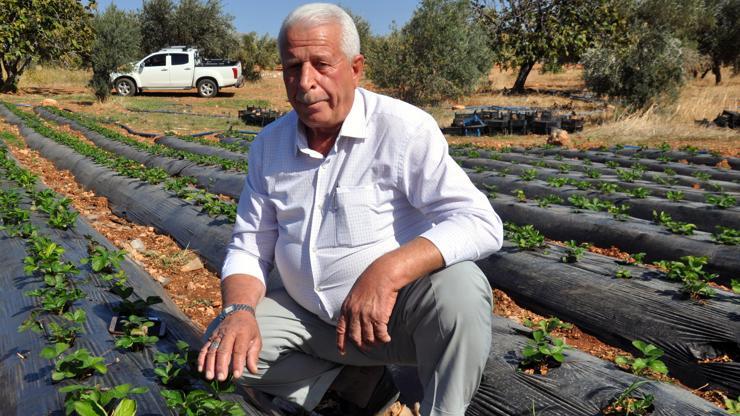Reyhanlıda çilek üretiyor