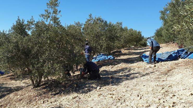 Yeşil altın zeytinde hasat başladı