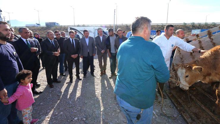 Genç çiftçilere büyükbaş hayvan dağıtımı yapıldı