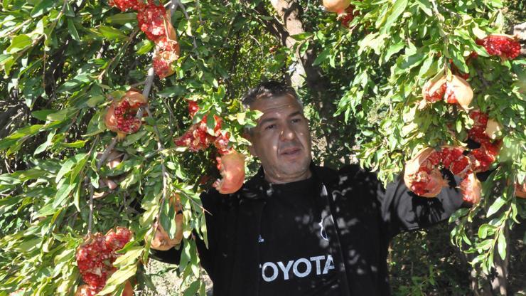Bitliste nar dalında çatladı, hasat yapılamadı