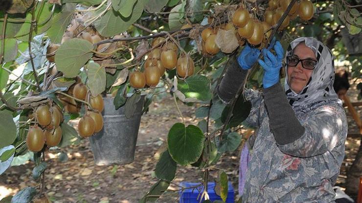 Yalovada kivi hasadı başladı