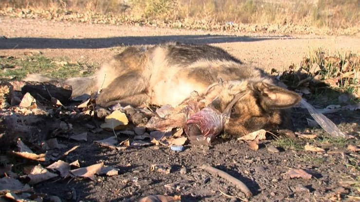Sokak köpeği, işkenceyle öldürülmüş halde bulundu
