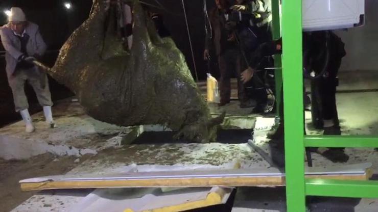 Foseptiğe düşen gebe inek kurtarıldı