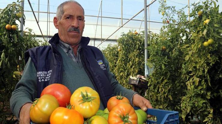 Bombus arısıyla ürettiği domateslerin her biri 1 kilo
