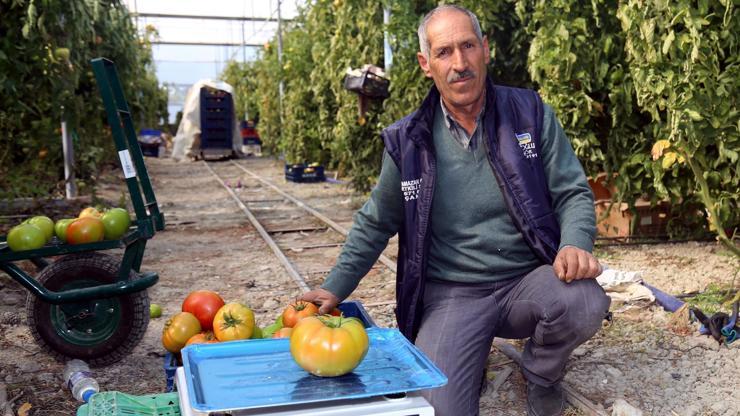 Bombus arısıyla ürettiği domateslerin her biri 1 kilo