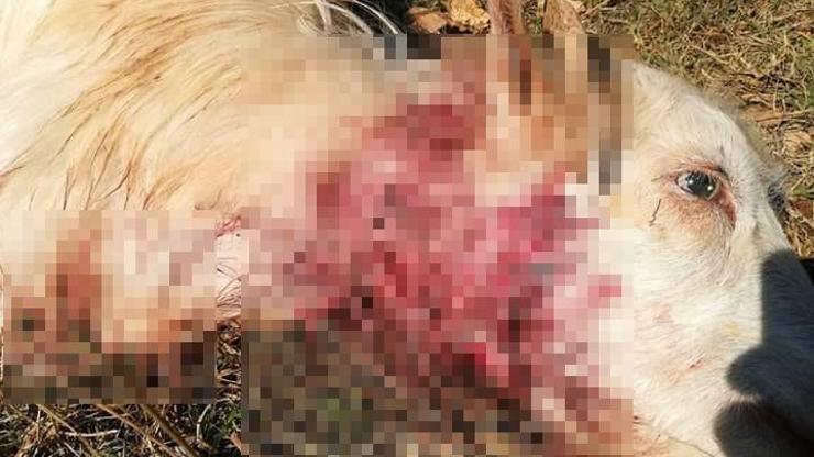 Kozanda kurtlar, bir haftada 20 hayvanı telef etti
