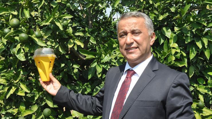 Üreticilere, Akdeniz meyve sineği ile mücadele uyarısı