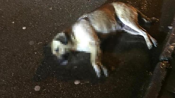 Orduda sokak köpeklerini zehirlediler