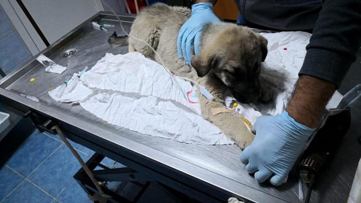 Yaralı köpeği makam aracıyla taşıdı