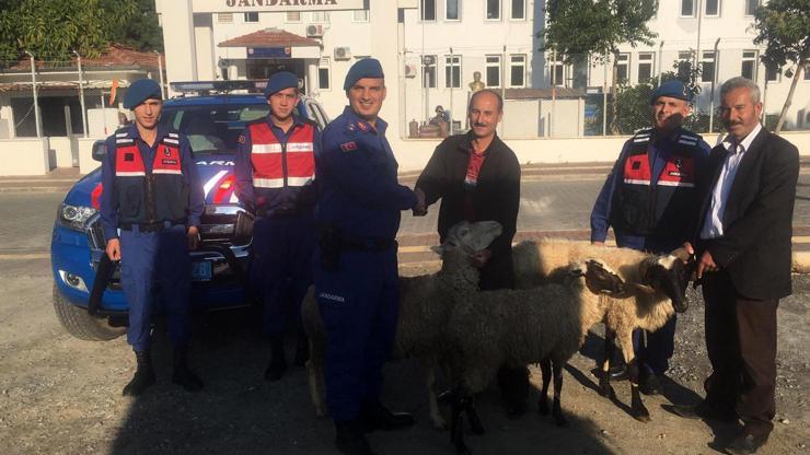 Küçükbaş hayvan hırsızları yakalandı