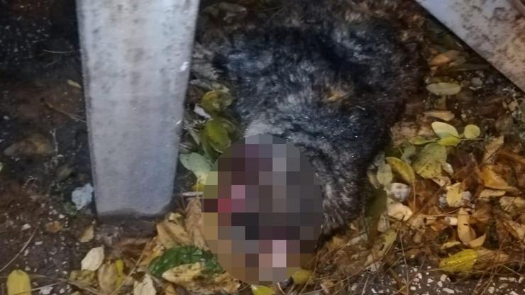Ispartada vahşet... Kediyi gözlerini oyarak öldürdüler