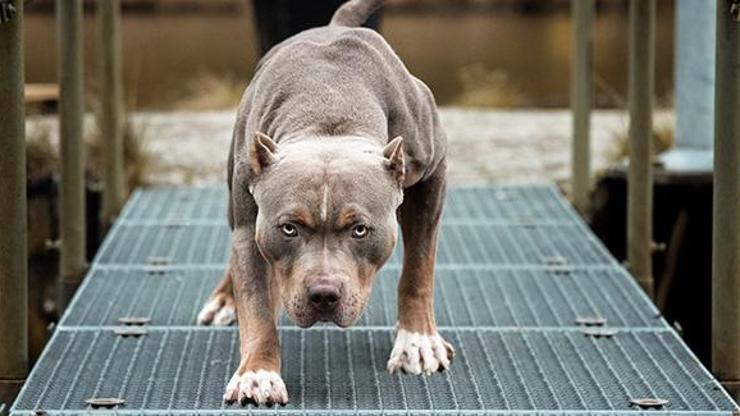Pitbull besleyen kişiye 6 bin 306 lira para cezası