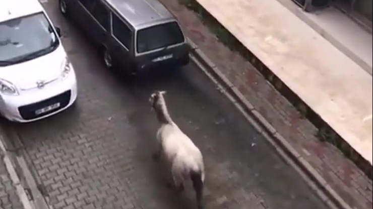 Atı otomobilin arkasına bağlayıp sürükledi