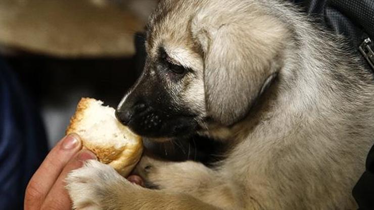 Köpek yavrularını donmaktan kurtardılar