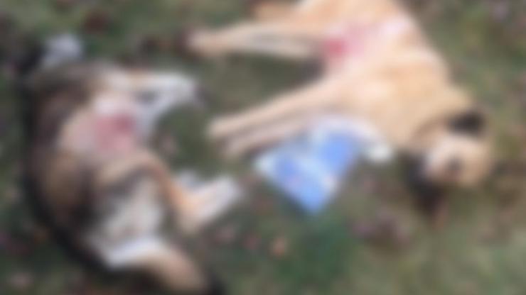 Ankarada köpek katliamı: 8 köpeği zehirlediler