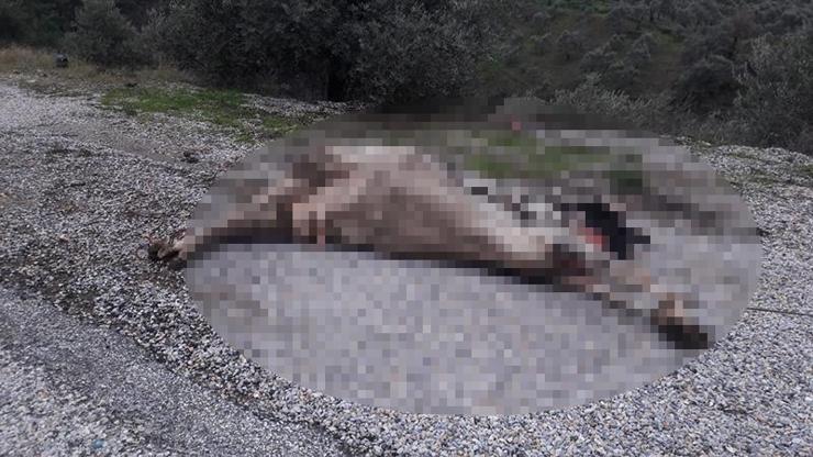 İzmirde vahşet...