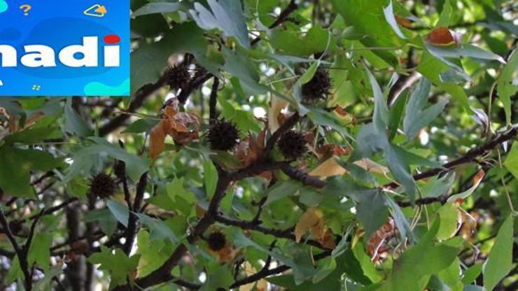 Günlük ağacı olarak bilinen kozmetik ve eczalıkta kullanılan ağaç hangidir Hadi İpucu 9 Ocak 2019