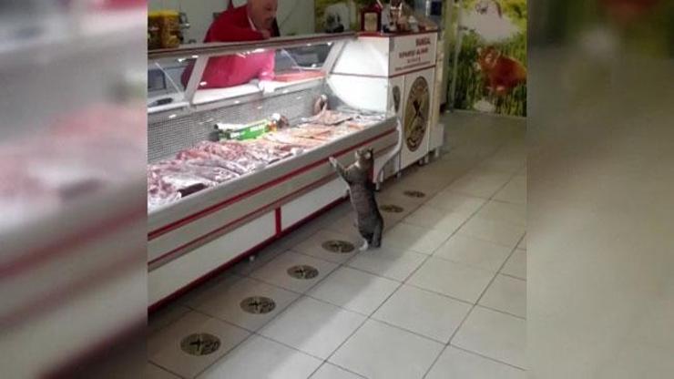 Sosyal medya fenomeni kedi Yeşim öldü